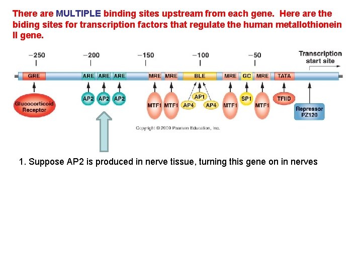 There are MULTIPLE binding sites upstream from each gene. Here are the biding sites