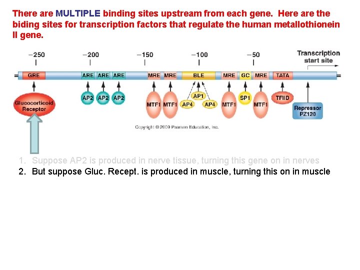 There are MULTIPLE binding sites upstream from each gene. Here are the biding sites