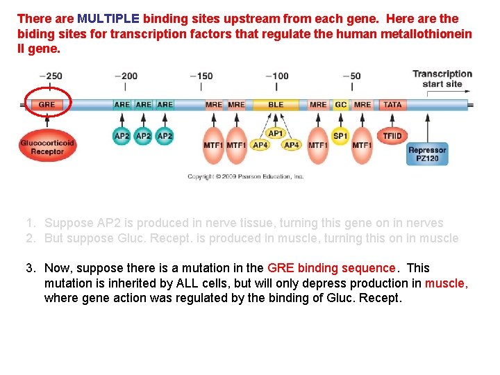 There are MULTIPLE binding sites upstream from each gene. Here are the biding sites