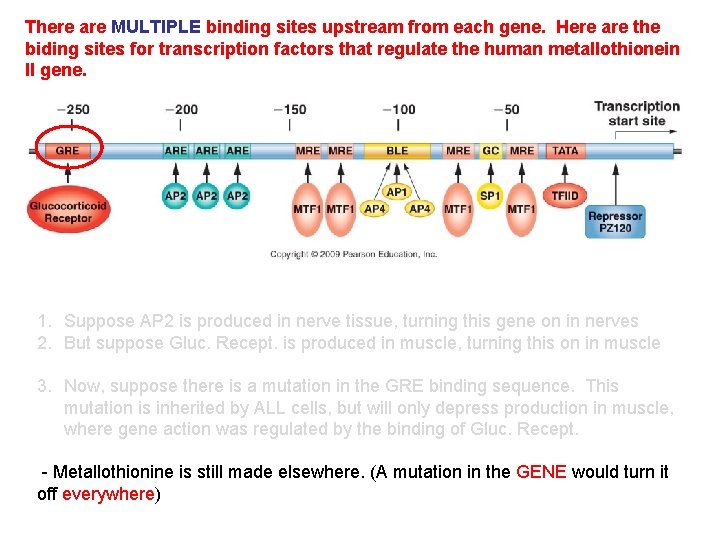 There are MULTIPLE binding sites upstream from each gene. Here are the biding sites