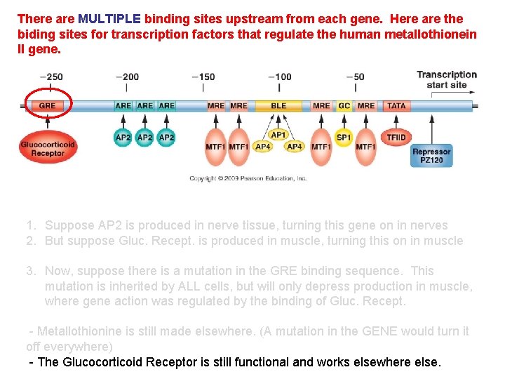 There are MULTIPLE binding sites upstream from each gene. Here are the biding sites