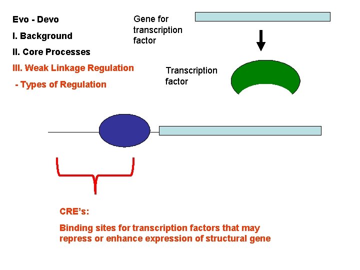 Evo - Devo I. Background Gene for transcription factor II. Core Processes III. Weak