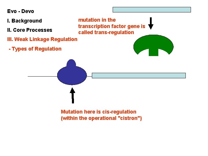 Evo - Devo mutation in the transcription factor gene is called trans-regulation I. Background