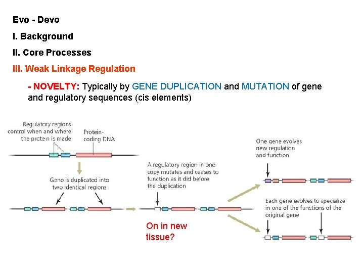 Evo - Devo I. Background II. Core Processes III. Weak Linkage Regulation - NOVELTY: