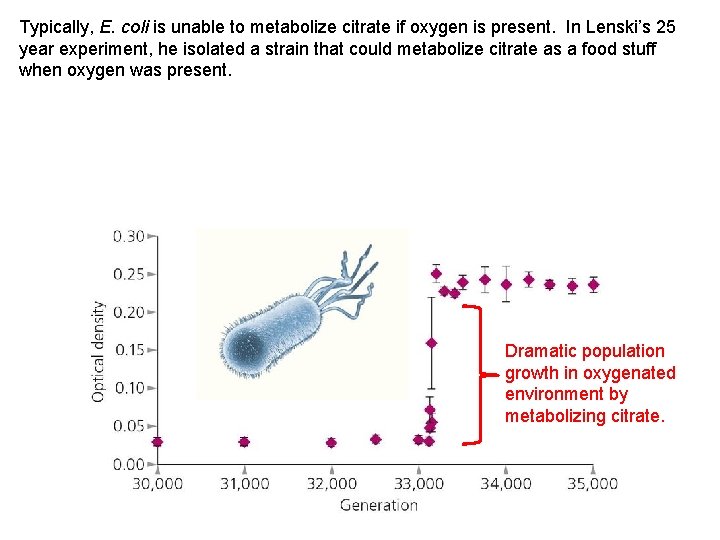 Typically, E. coli is unable to metabolize citrate if oxygen is present. In Lenski’s