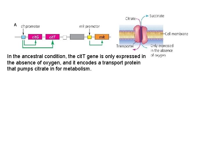 In the ancestral condition, the cit. T gene is only expressed in the absence