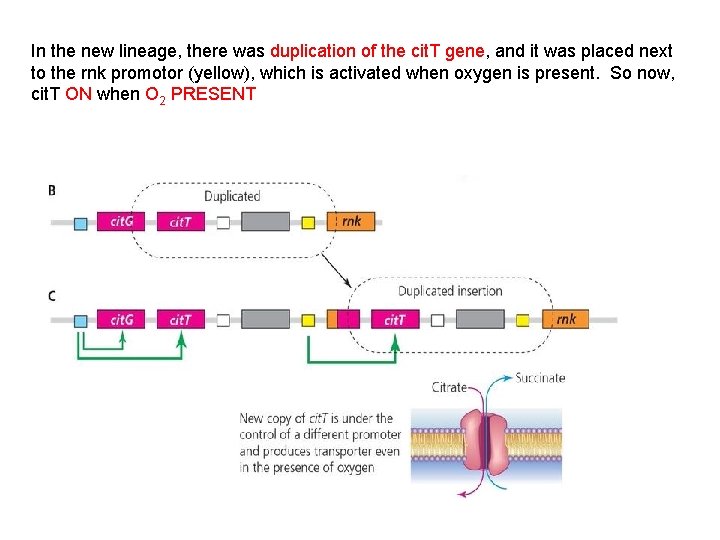 In the new lineage, there was duplication of the cit. T gene, and it
