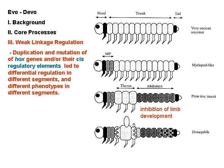 Evo - Devo I. Background II. Core Processes III. Weak Linkage Regulation - Duplication