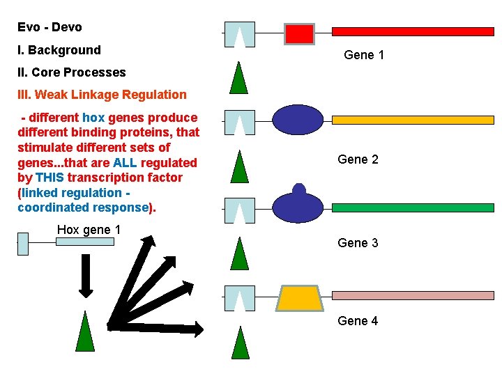 Evo - Devo I. Background Gene 1 II. Core Processes III. Weak Linkage Regulation