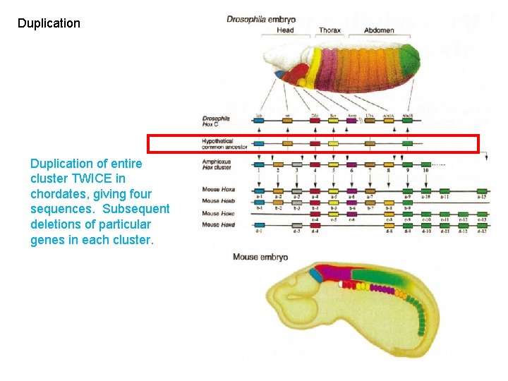 Duplication of entire cluster TWICE in chordates, giving four sequences. Subsequent deletions of particular