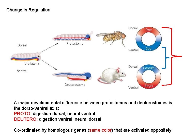 Change in Regulation A major developmental difference between protostomes and deuterostomes is the dorso-ventral