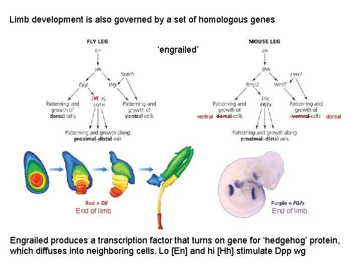 Limb development is also governed by a set of homologous genes ‘engrailed’ ventral End