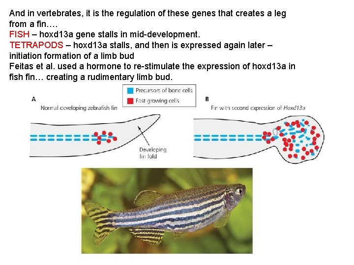 And in vertebrates, it is the regulation of these genes that creates a leg