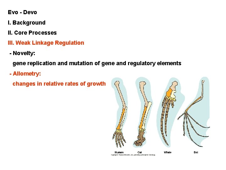 Evo - Devo I. Background II. Core Processes III. Weak Linkage Regulation - Novelty: