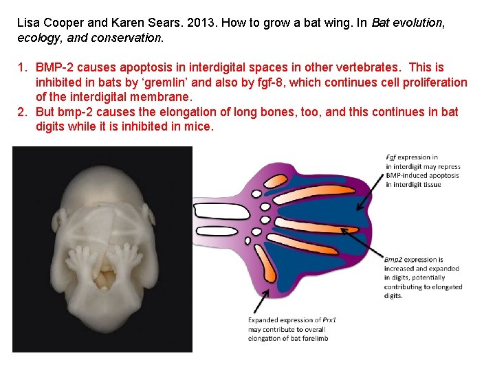 Lisa Cooper and Karen Sears. 2013. How to grow a bat wing. In Bat