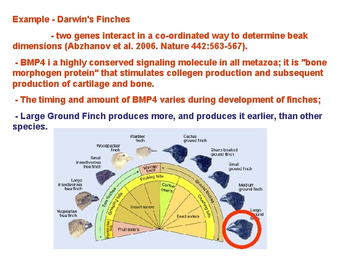 Example - Darwin's Finches - two genes interact in a co-ordinated way to determine