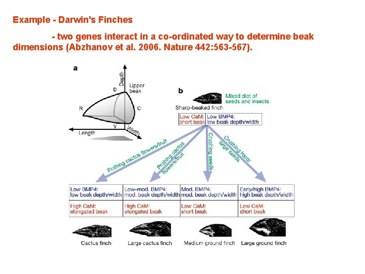 Example - Darwin's Finches - two genes interact in a co-ordinated way to determine