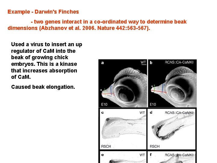 Example - Darwin's Finches - two genes interact in a co-ordinated way to determine