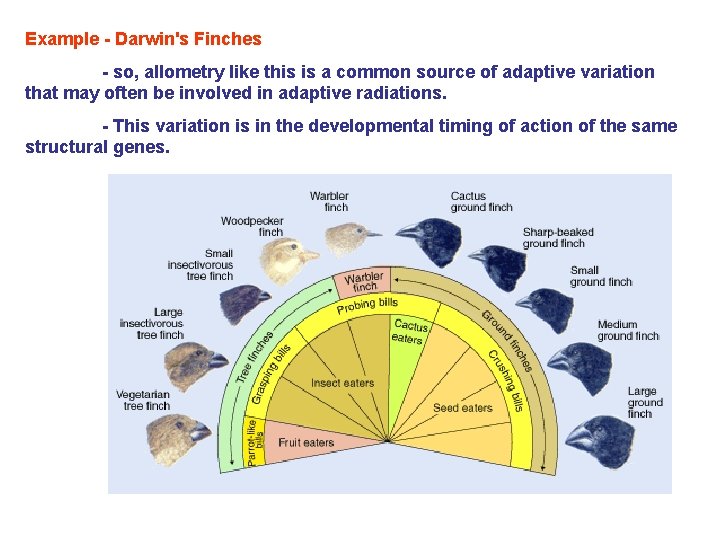 Example - Darwin's Finches - so, allometry like this is a common source of