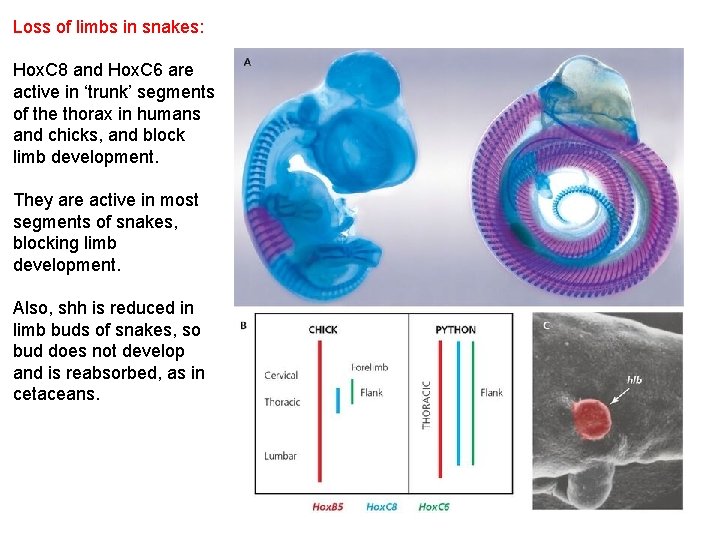 Loss of limbs in snakes: Hox. C 8 and Hox. C 6 are active