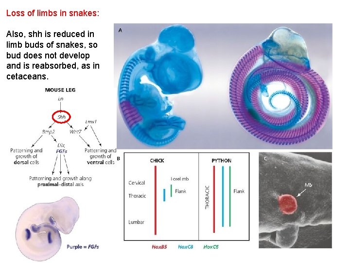 Loss of limbs in snakes: Also, shh is reduced in limb buds of snakes,