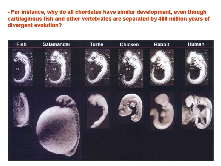 - For instance, why do all chordates have similar development, even though cartilaginous fish