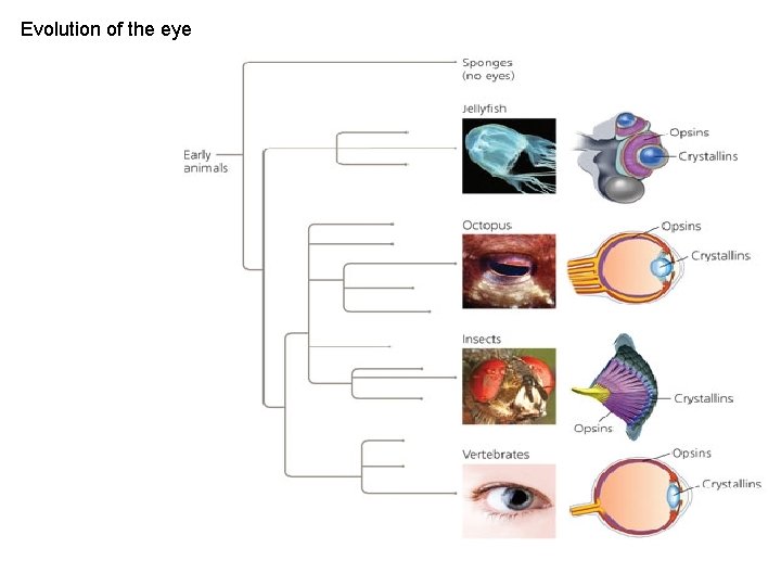 Evolution of the eye 