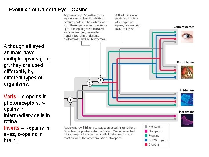 Evolution of Camera Eye - Opsins Although all eyed animals have multiple opsins (c,