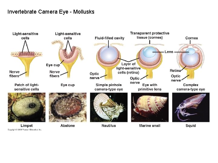 Invertebrate Camera Eye - Mollusks 