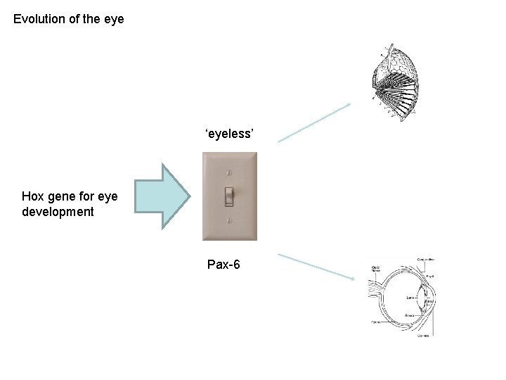 Evolution of the eye ‘eyeless’ Hox gene for eye development Pax-6 