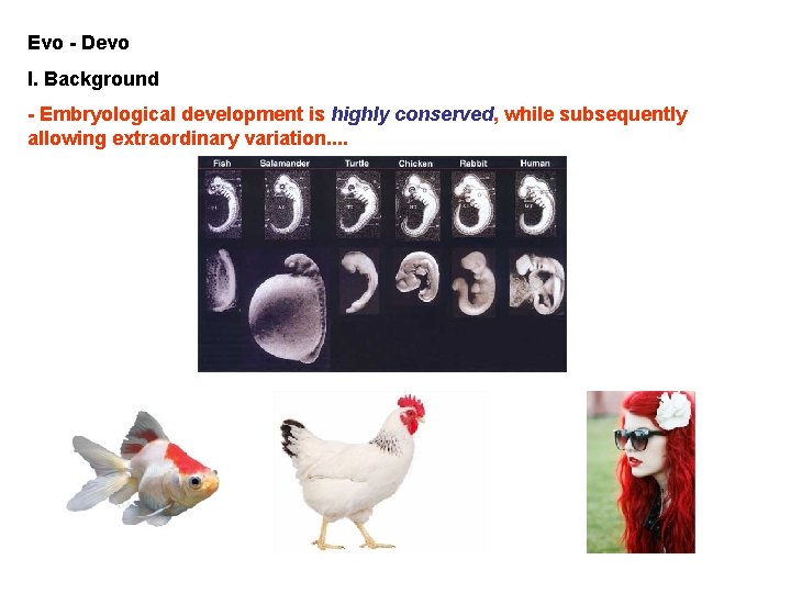 Evo - Devo I. Background - Embryological development is highly conserved, while subsequently allowing