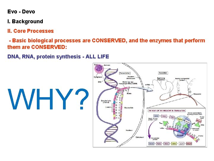 Evo - Devo I. Background II. Core Processes - Basic biological processes are CONSERVED,