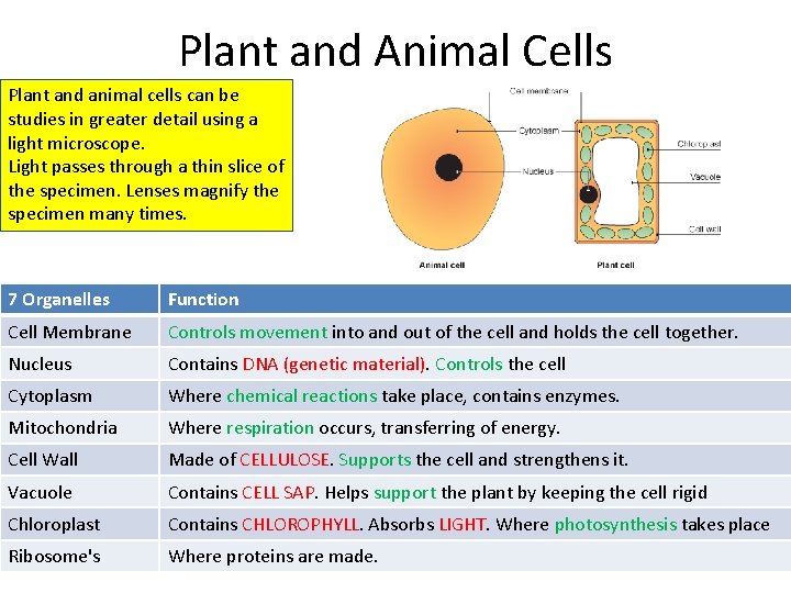 Plant and Animal Cells Plant and animal cells can be studies in greater detail