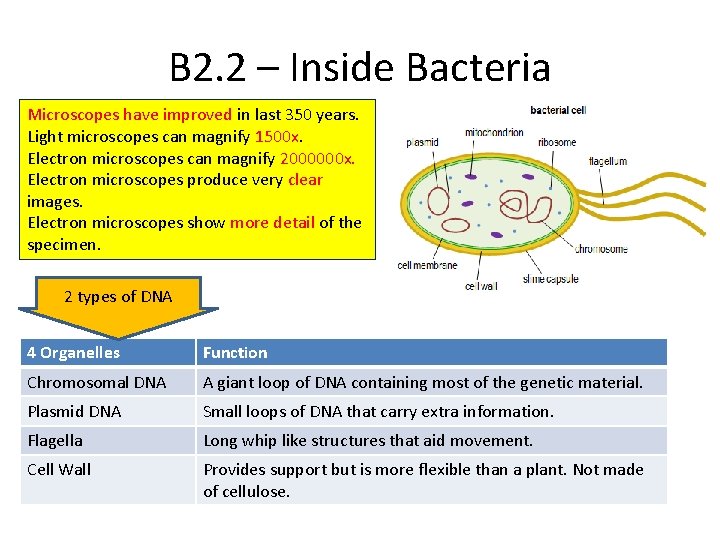 B 2. 2 – Inside Bacteria Microscopes have improved in last 350 years. Light