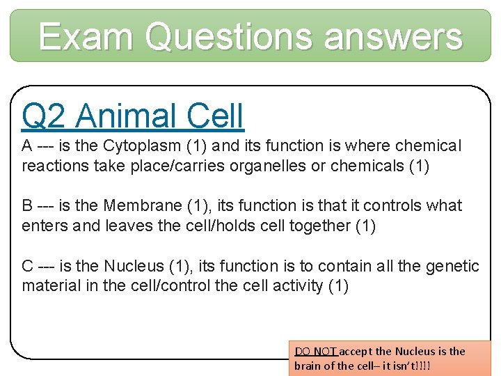 Exam Questions answers Q 2 Animal Cell A --- is the Cytoplasm (1) and