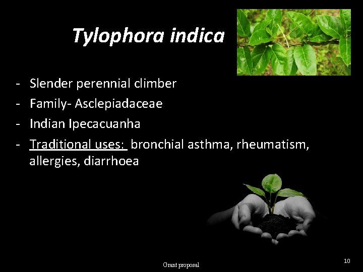 Tylophora indica - Slender perennial climber Family- Asclepiadaceae Indian Ipecacuanha Traditional uses: bronchial asthma,