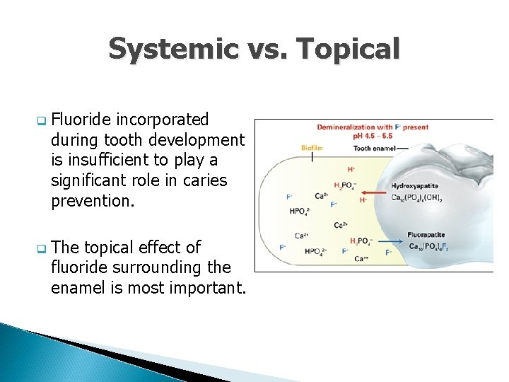 Systemic vs. Topical q q Fluoride incorporated during tooth development is insufficient to play