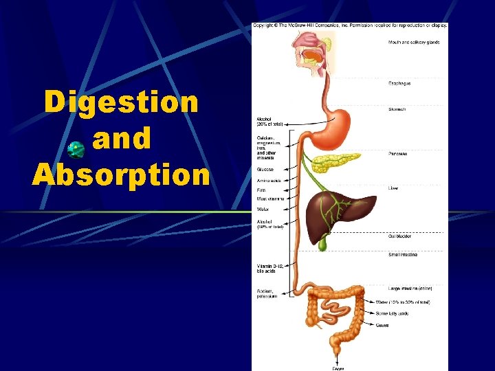 Digestion and Absorption 