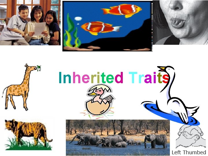 Inherited Traits 