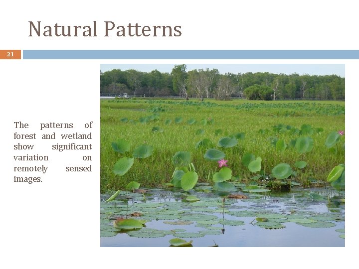 Natural Patterns 21 The patterns of forest and wetland show significant variation on remotely