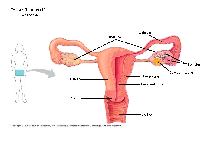 Female Reproductive Anatomy Ovaries Oviduct Follicles Uterus Uterine wall Endometrium Cervix Vagina Corpus luteum