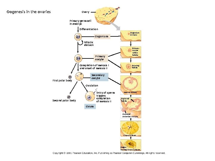 Oogenesis in the ovaries Ovary Primary germ cell in embryo Differentiation Oogonium in ovary