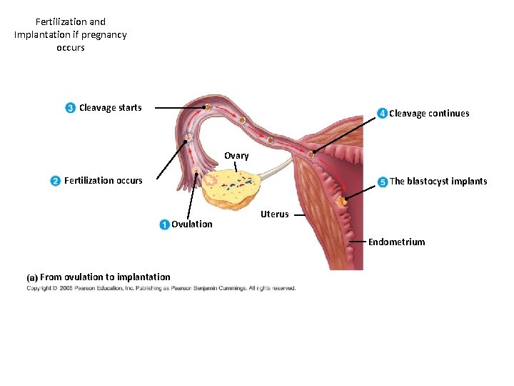 Fertilization and Implantation if pregnancy occurs Cleavage starts Cleavage continues Ovary Fertilization occurs The