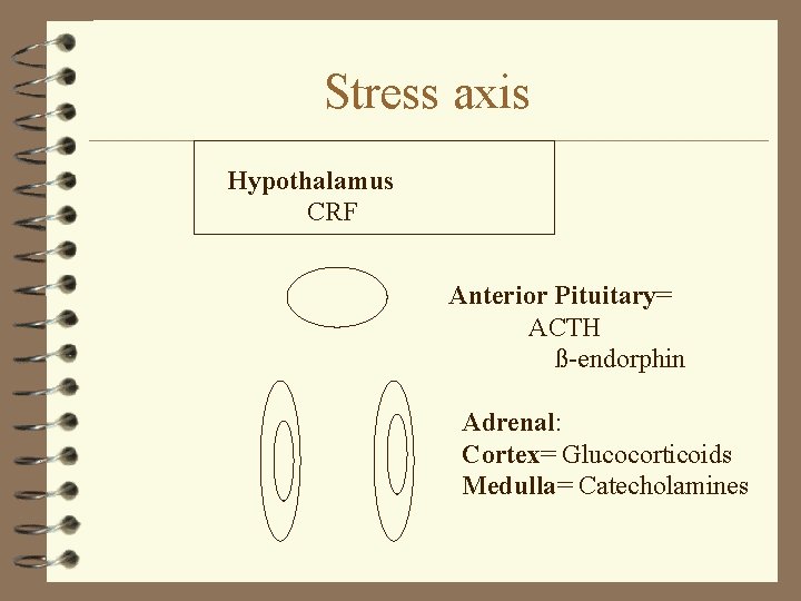 Stress axis Hypothalamus CRF Anterior Pituitary= ACTH ß-endorphin Adrenal: Cortex= Glucocorticoids Medulla= Catecholamines 