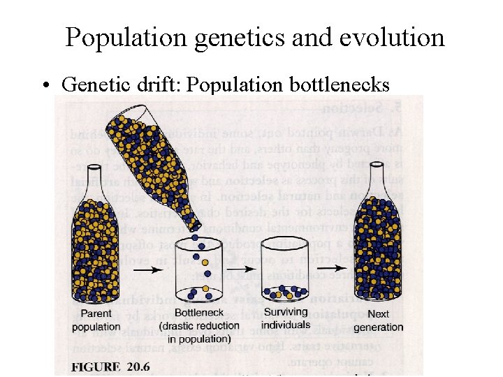 Population genetics and evolution • Genetic drift: Population bottlenecks 