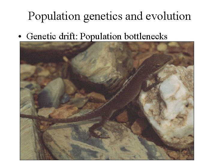 Population genetics and evolution • Genetic drift: Population bottlenecks 