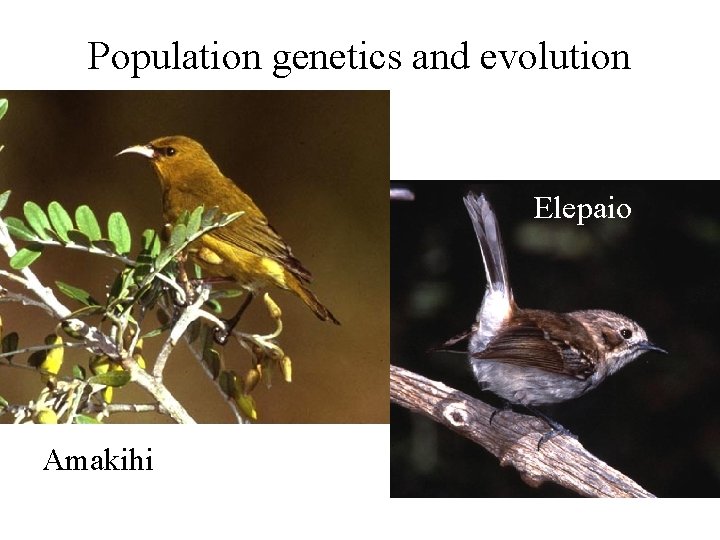 Population genetics and evolution Elepaio Amakihi 