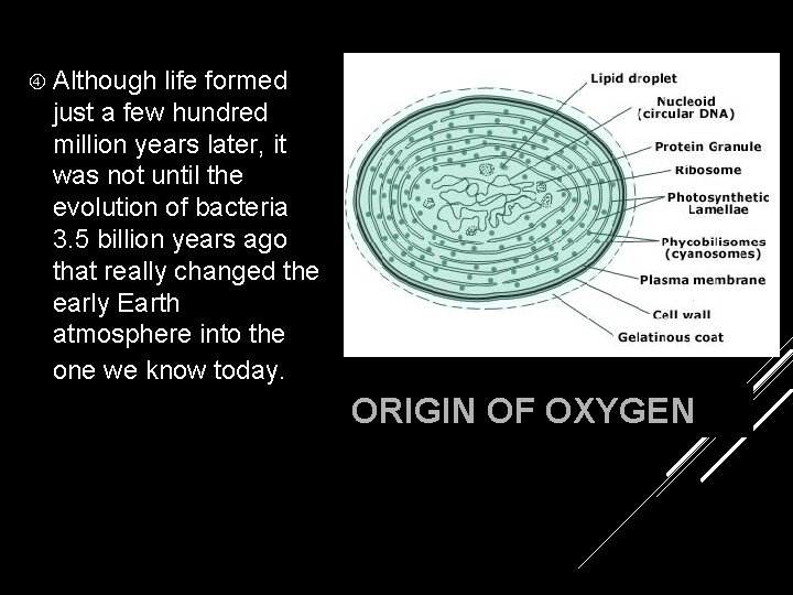  Although life formed just a few hundred million years later, it was not