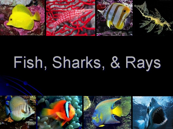 Fish, Sharks, & Rays 