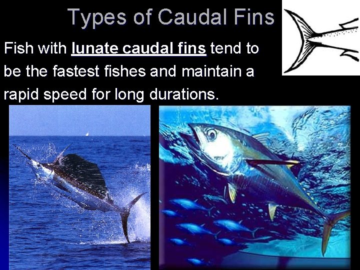 Types of Caudal Fins Fish with lunate caudal fins tend to be the fastest